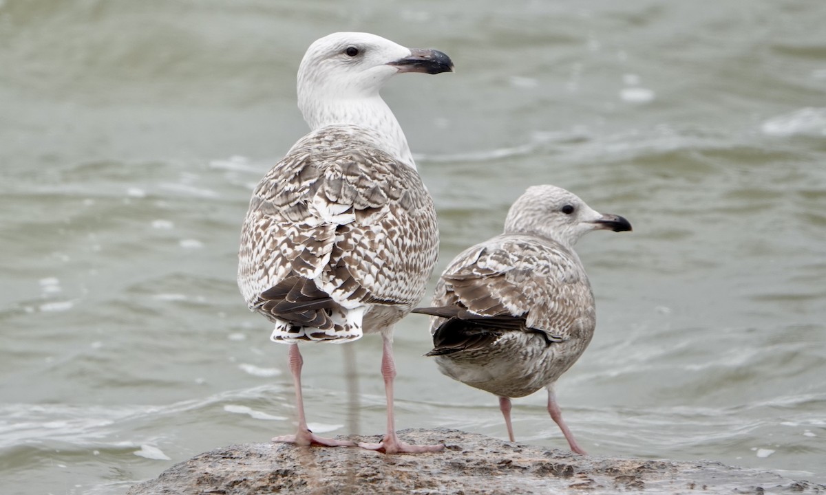 Great Black-backed Gull - ML319319801