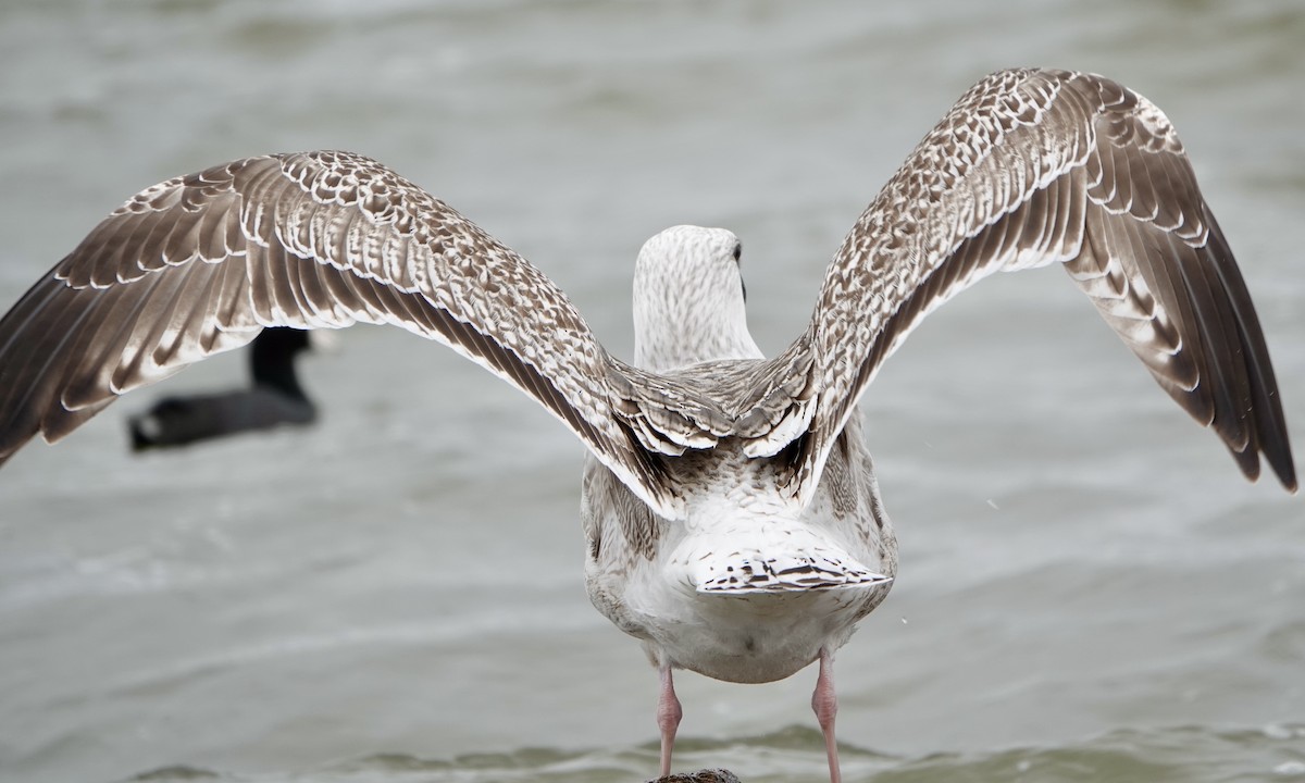 Great Black-backed Gull - Jacob Crissup