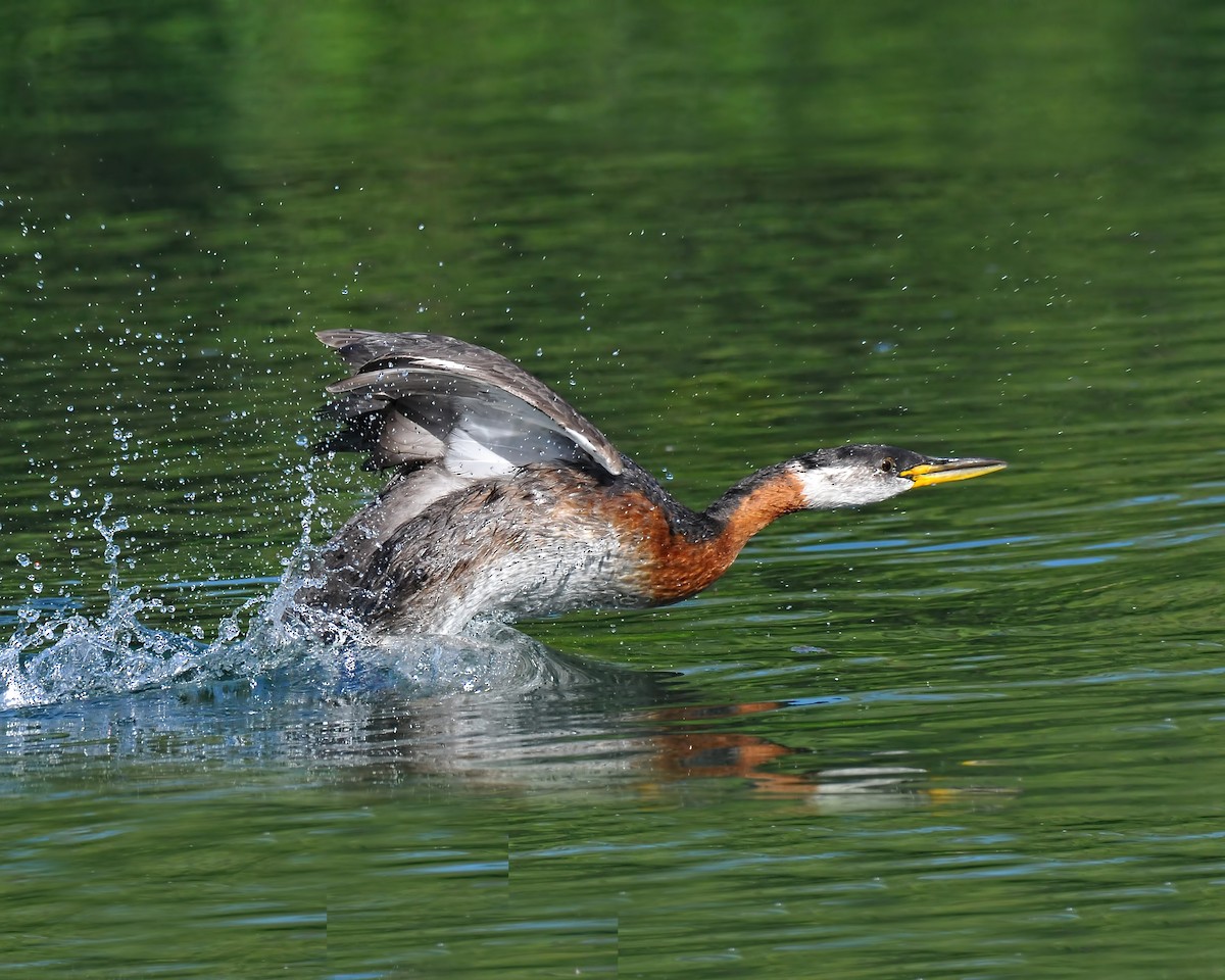 Red-necked Grebe - Ed McAskill