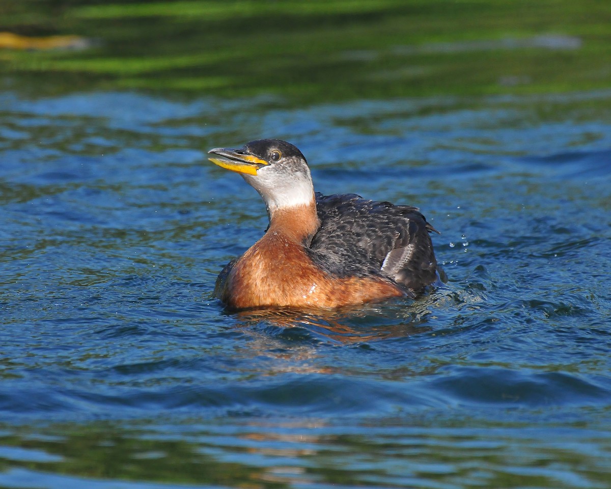 Red-necked Grebe - Ed McAskill