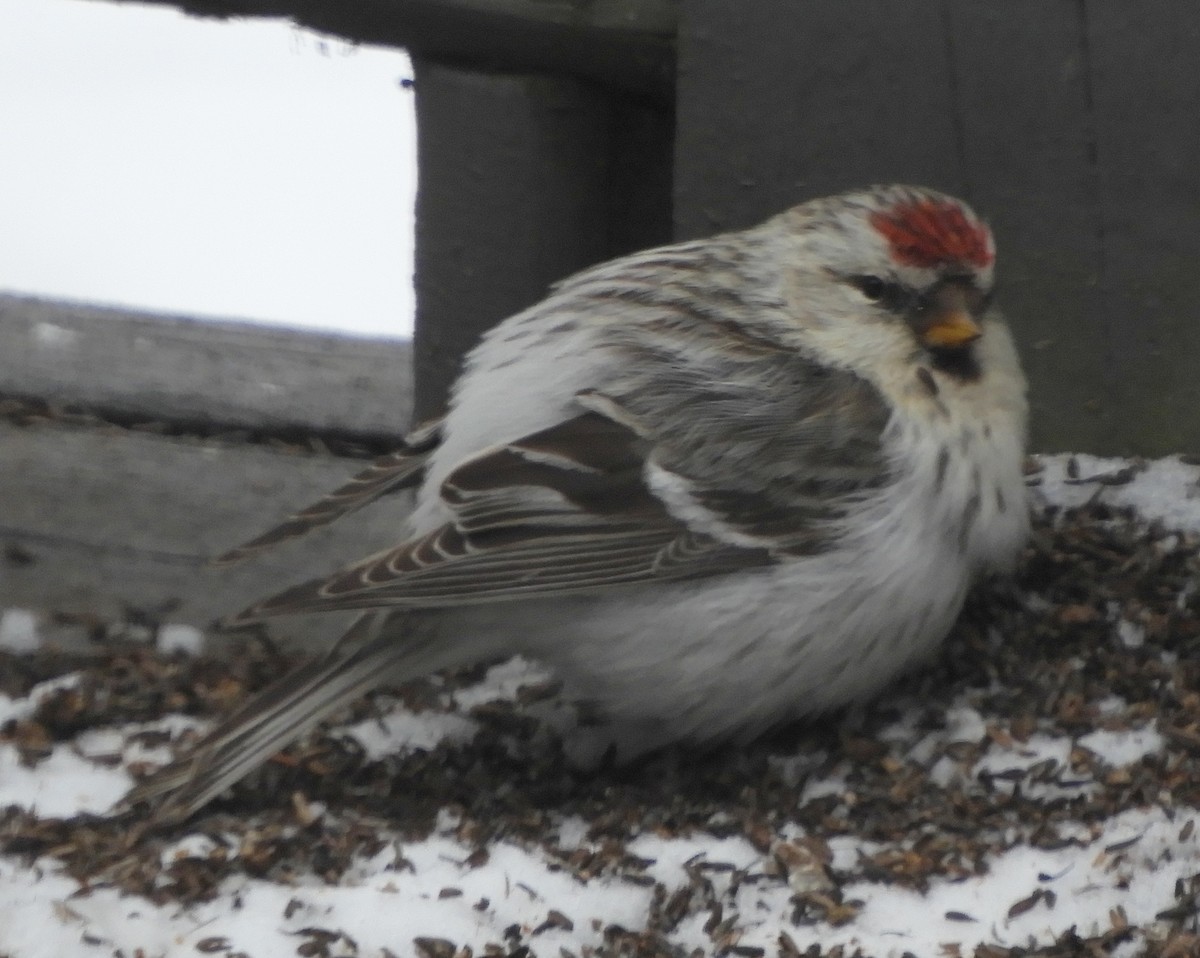 Hoary Redpoll - ML319327111