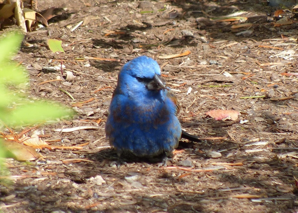 Blue Grosbeak - Andy Frank