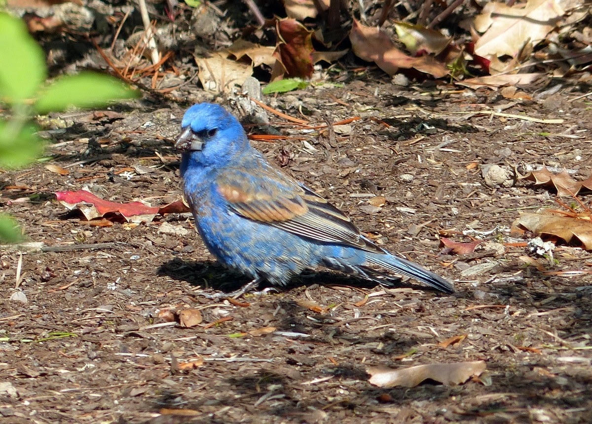 Blue Grosbeak - Andy Frank