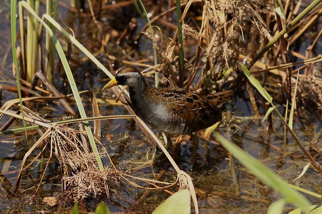 Polluela Sora - ML31932881