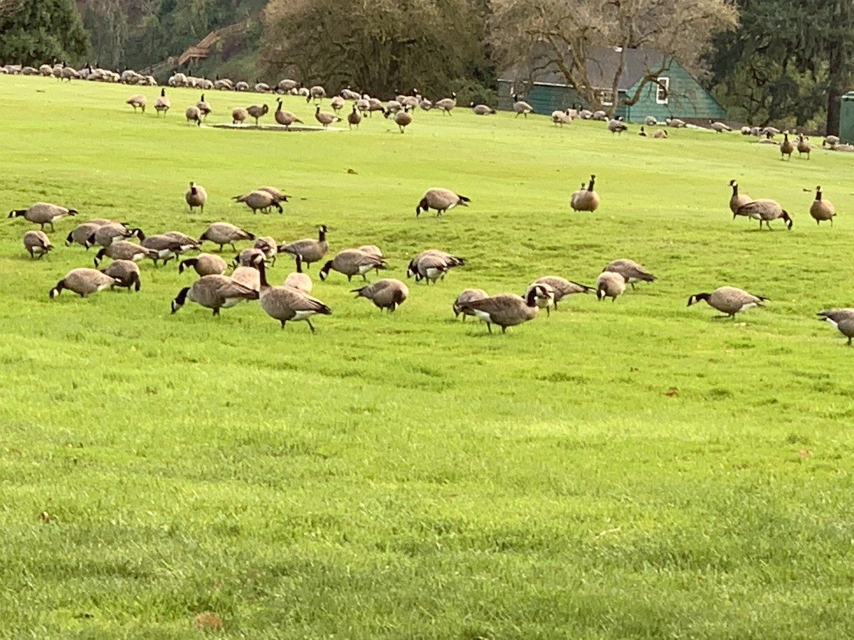 Cackling Goose - ML319330091