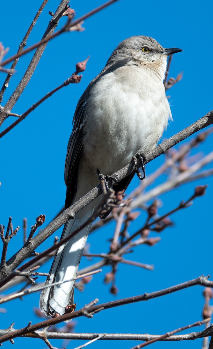 Northern Mockingbird - ML319330191