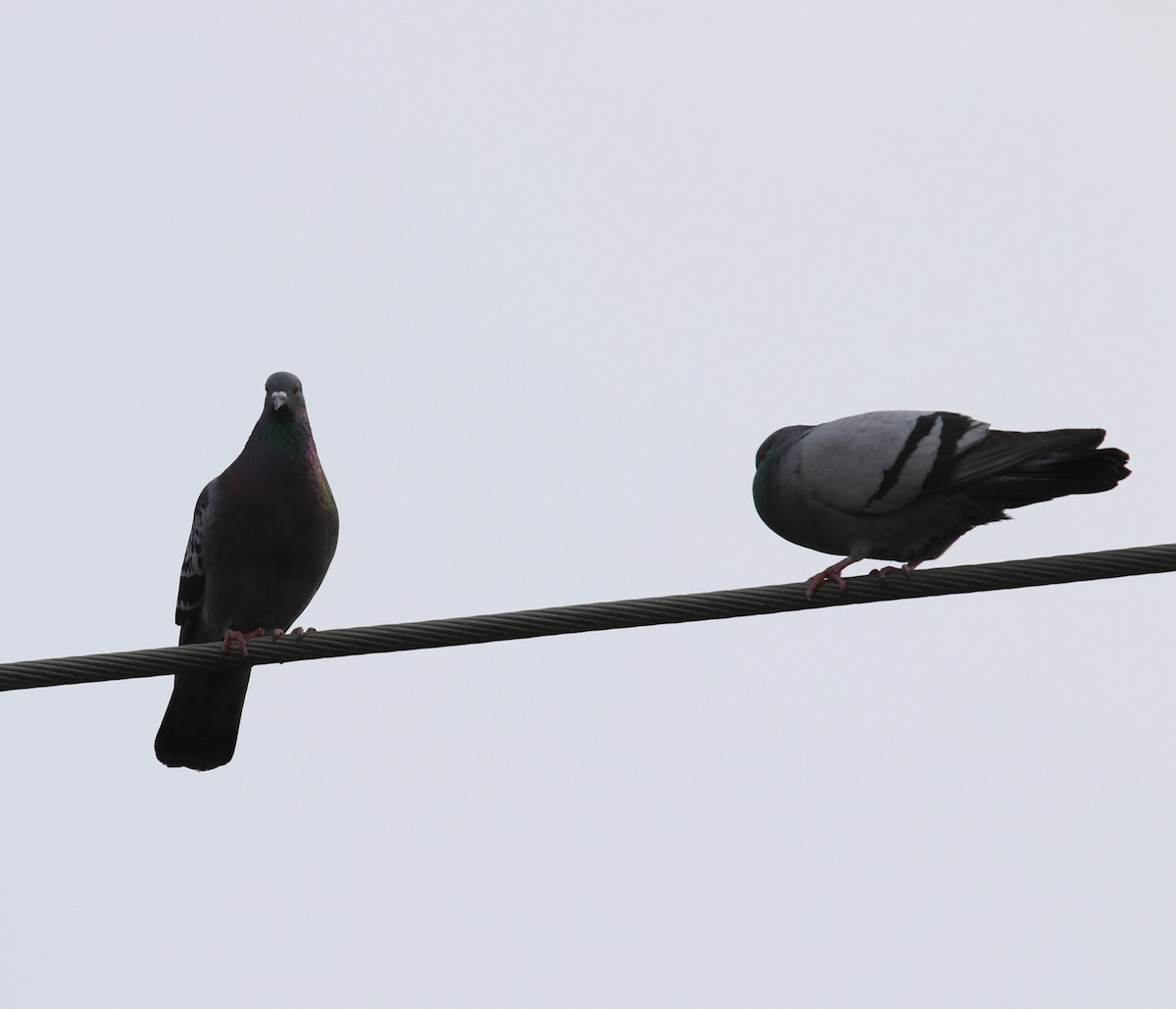 Rock Pigeon (Feral Pigeon) - Robert Foppe