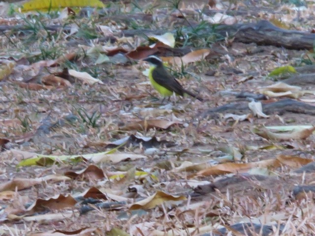Rusty-margined Flycatcher - ML319332941