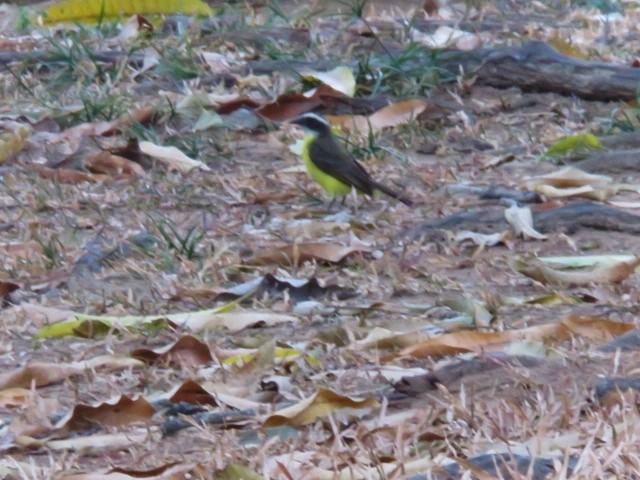 Rusty-margined Flycatcher - ML319332941