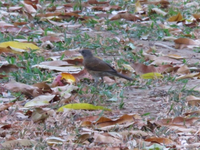 Pale-breasted Thrush - ML319333151
