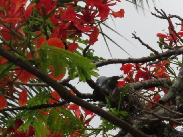 Blue-gray Tanager - ML319333201