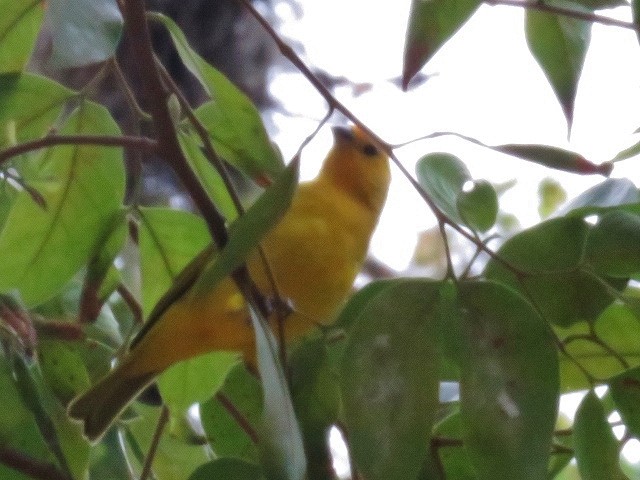 Orange-fronted Yellow-Finch - ML319333361