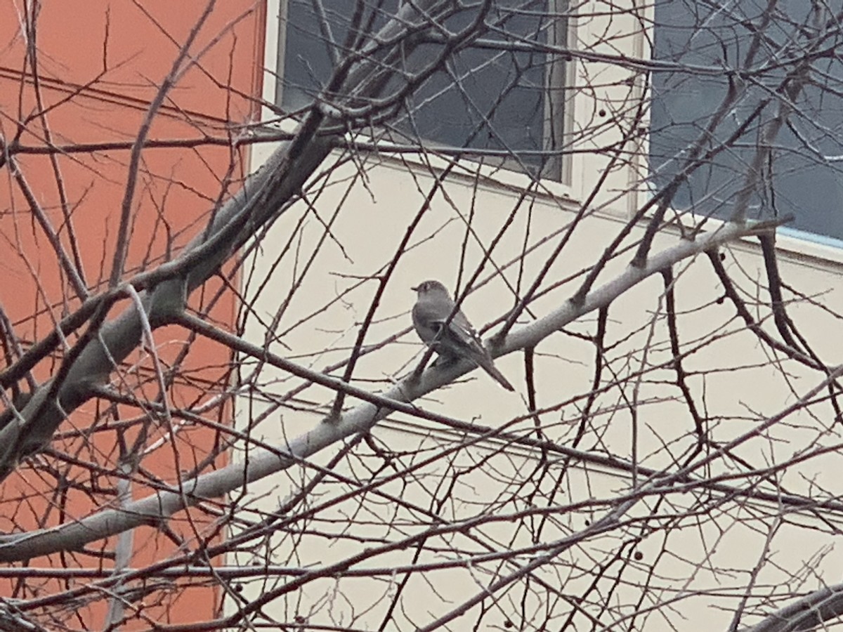 Townsend's Solitaire - ML319334741