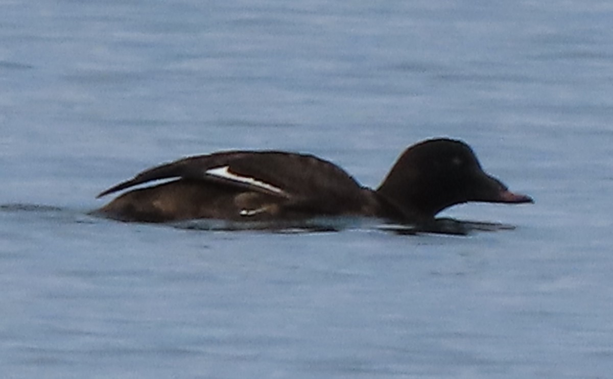 White-winged Scoter - Cathleen Burns