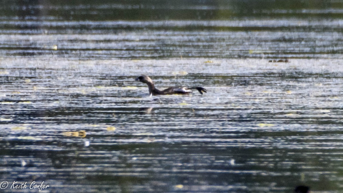 Pied-billed Grebe - ML31933961