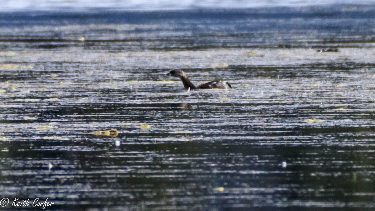 Pied-billed Grebe - ML31933971