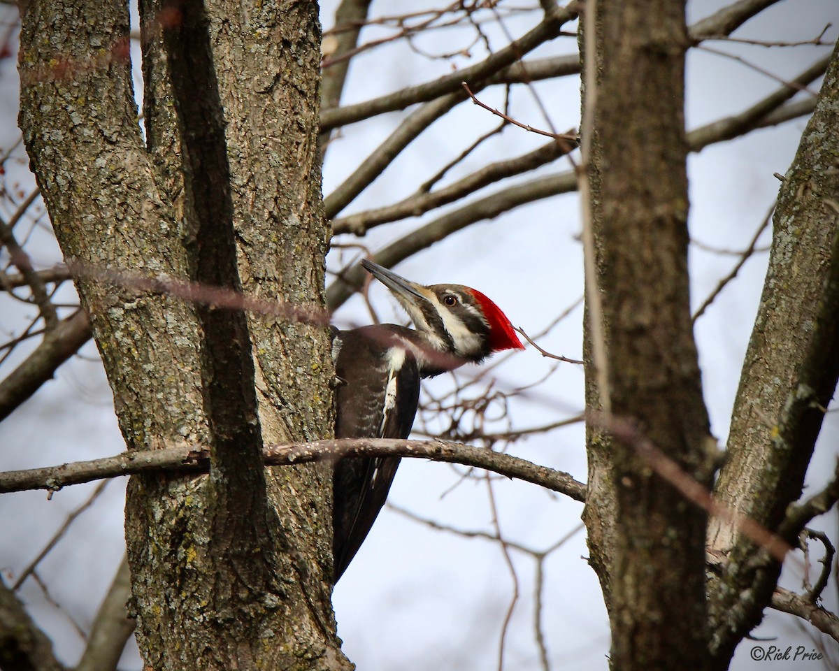 Pileated Woodpecker - Rick&Peggy Price