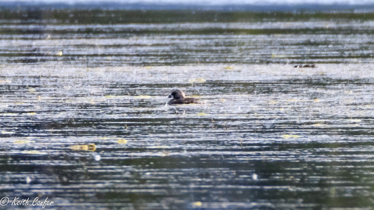 Pied-billed Grebe - ML31933991