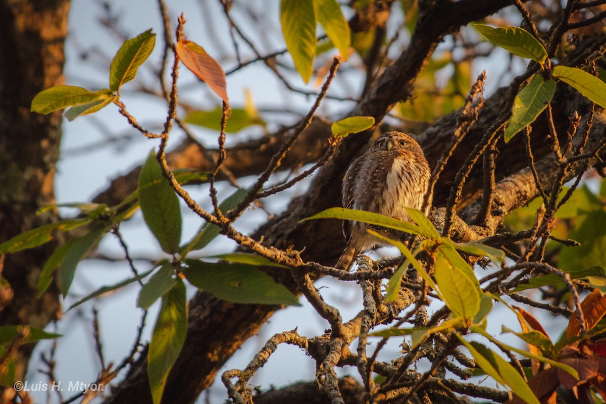 Northern Pygmy-Owl - ML319342611