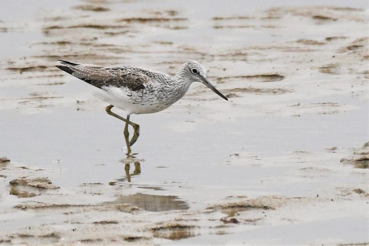 Common Greenshank - ML319342891