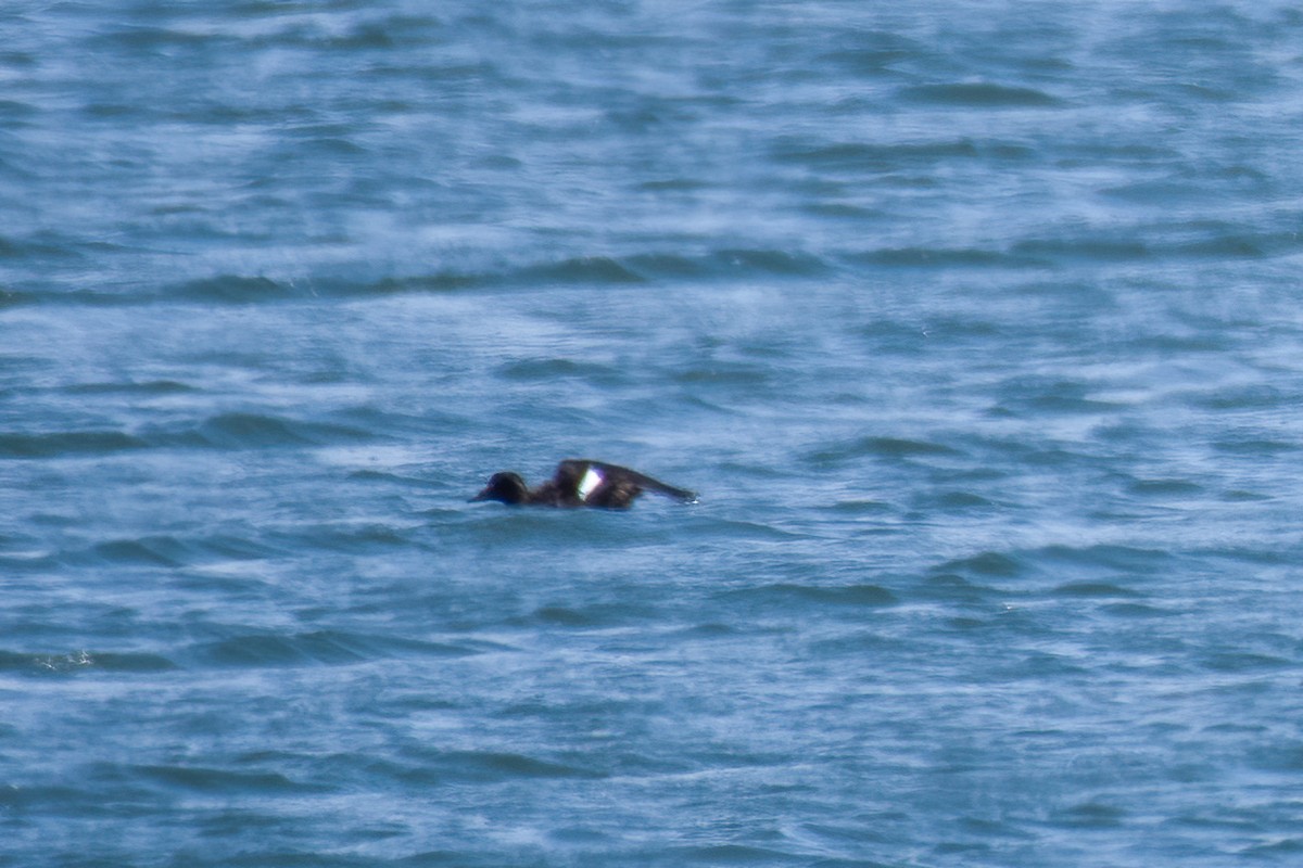 White-winged Scoter - ML319345641