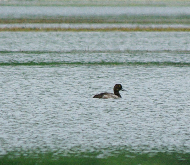 Greater Scaup - ML31934621
