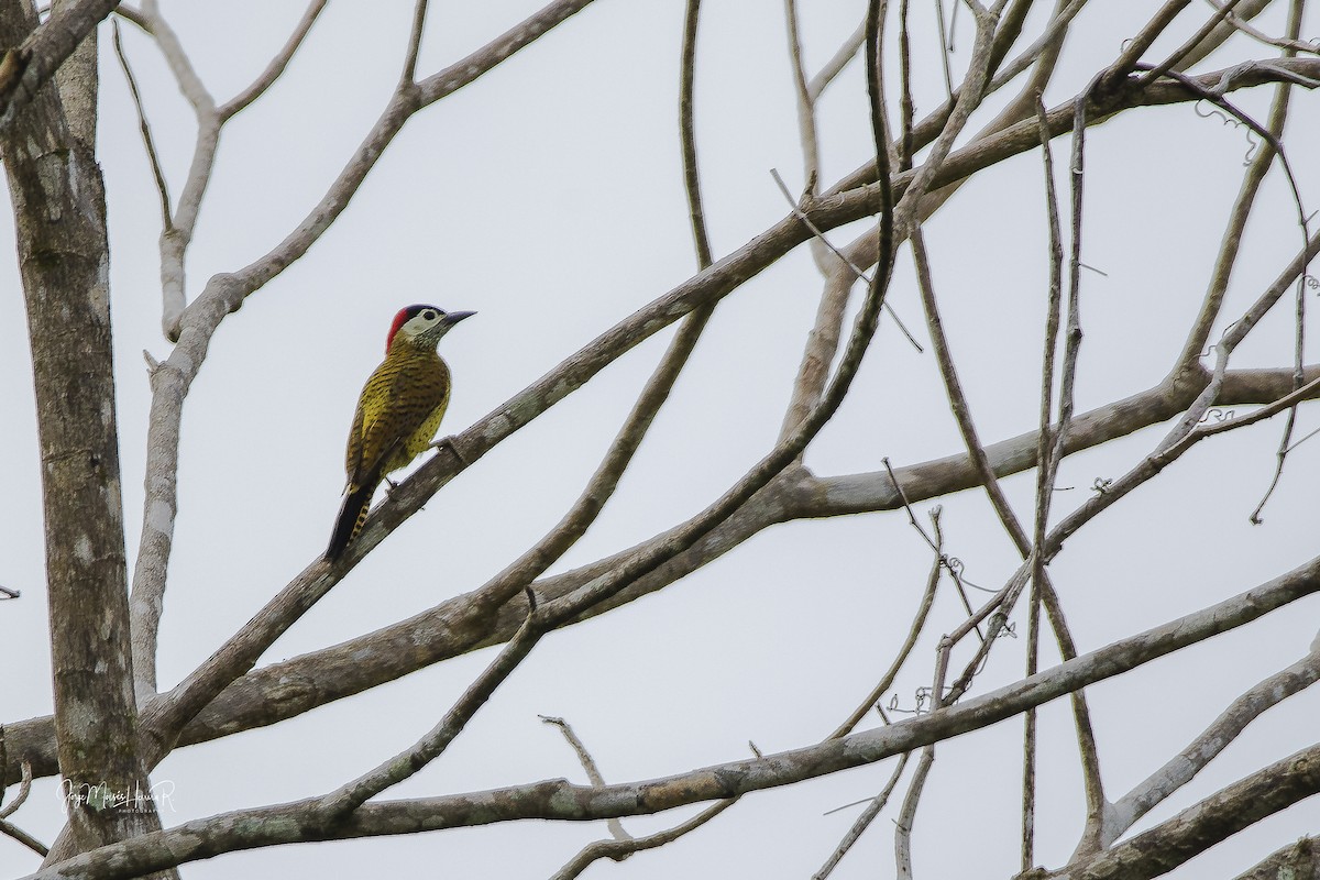 Spot-breasted Woodpecker - Jorge Moisés Herrera R.