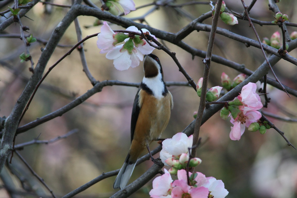jehlozobka východní - ML31934641
