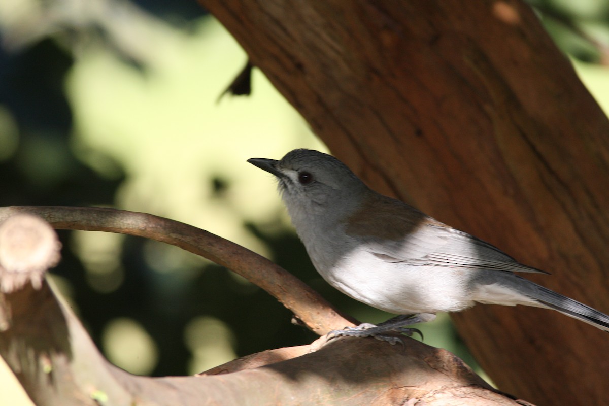 Gray Shrikethrush - ML31934651