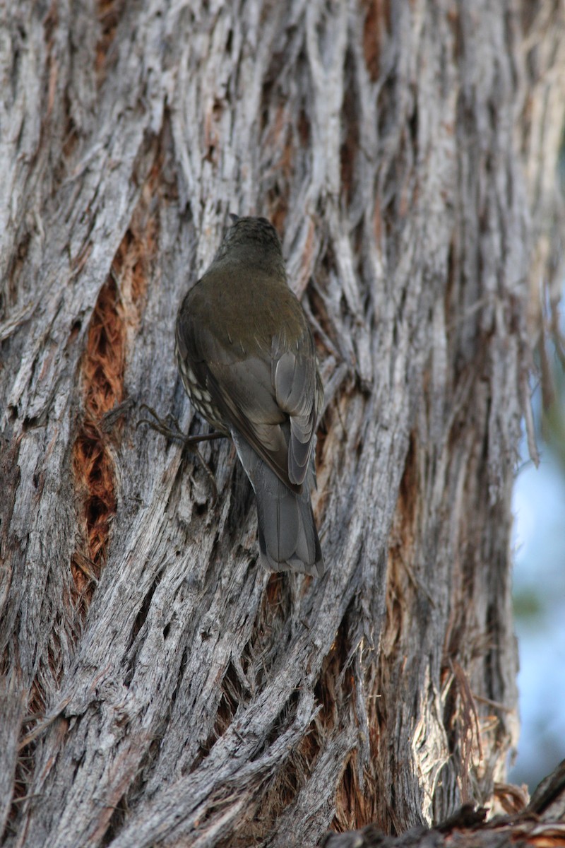 lezčík bělohrdlý - ML31934671