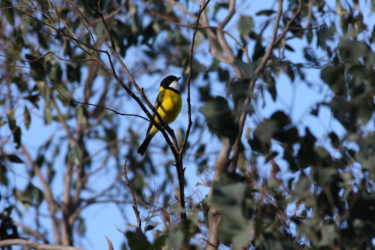 Golden Whistler (Eastern) - ML31934681