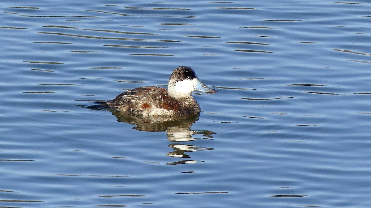 Ruddy Duck - ML319346971