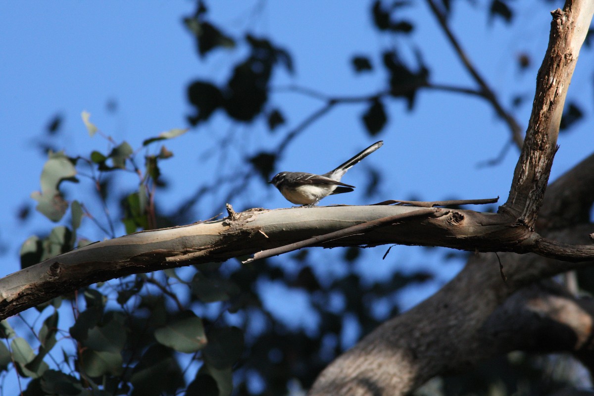 Gray Fantail - ML31934701