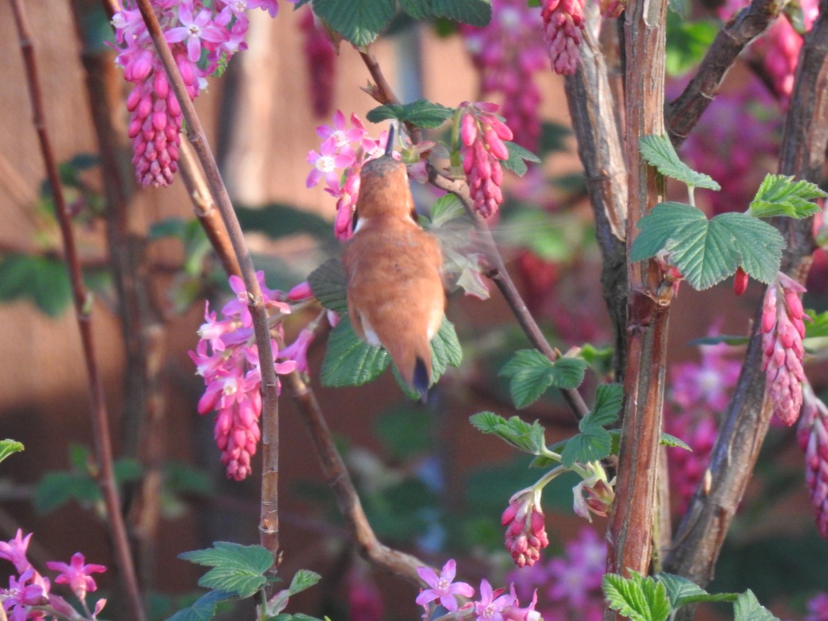 Rufous Hummingbird - ML319347791