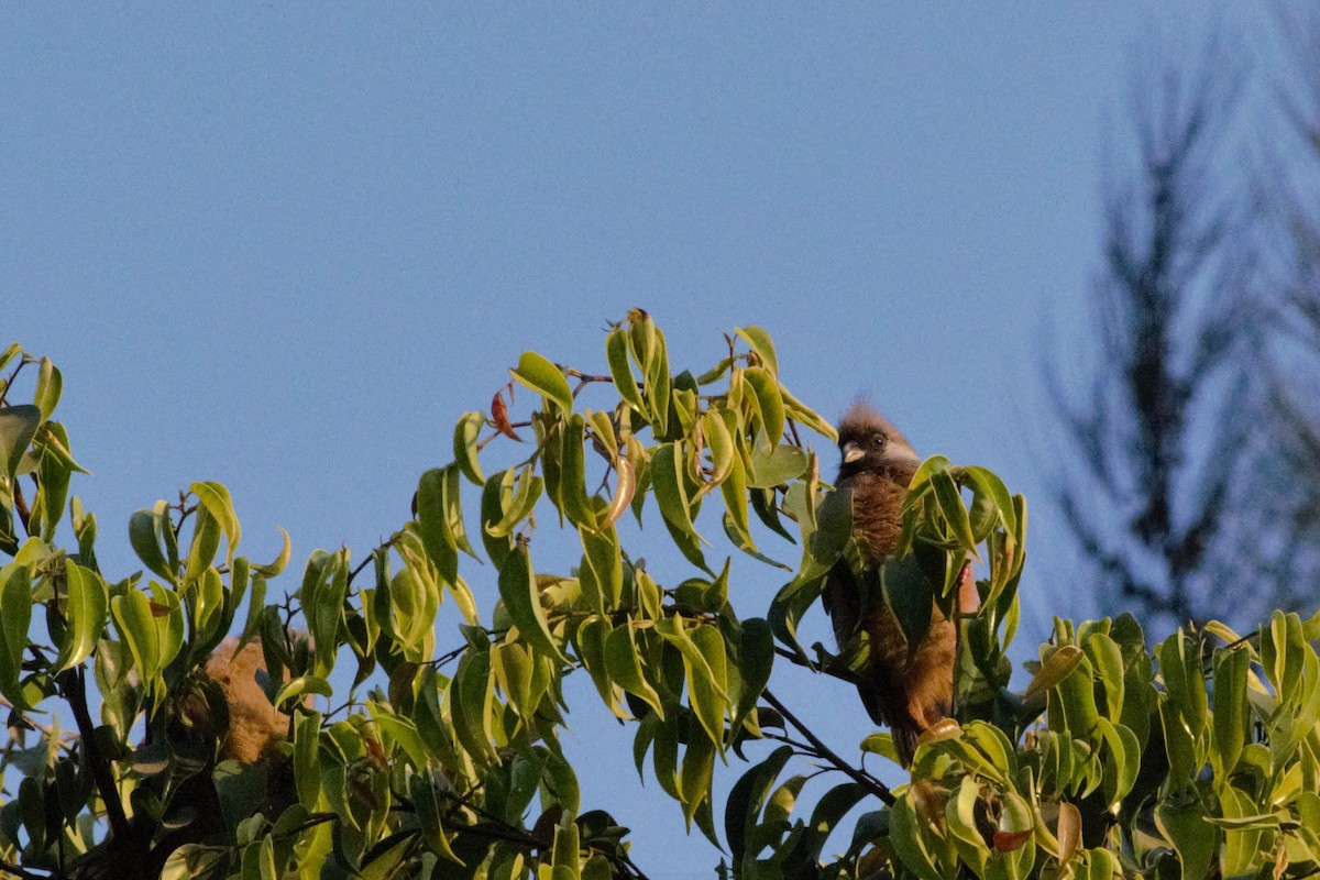 Braunflügel-Mausvogel - ML31934781