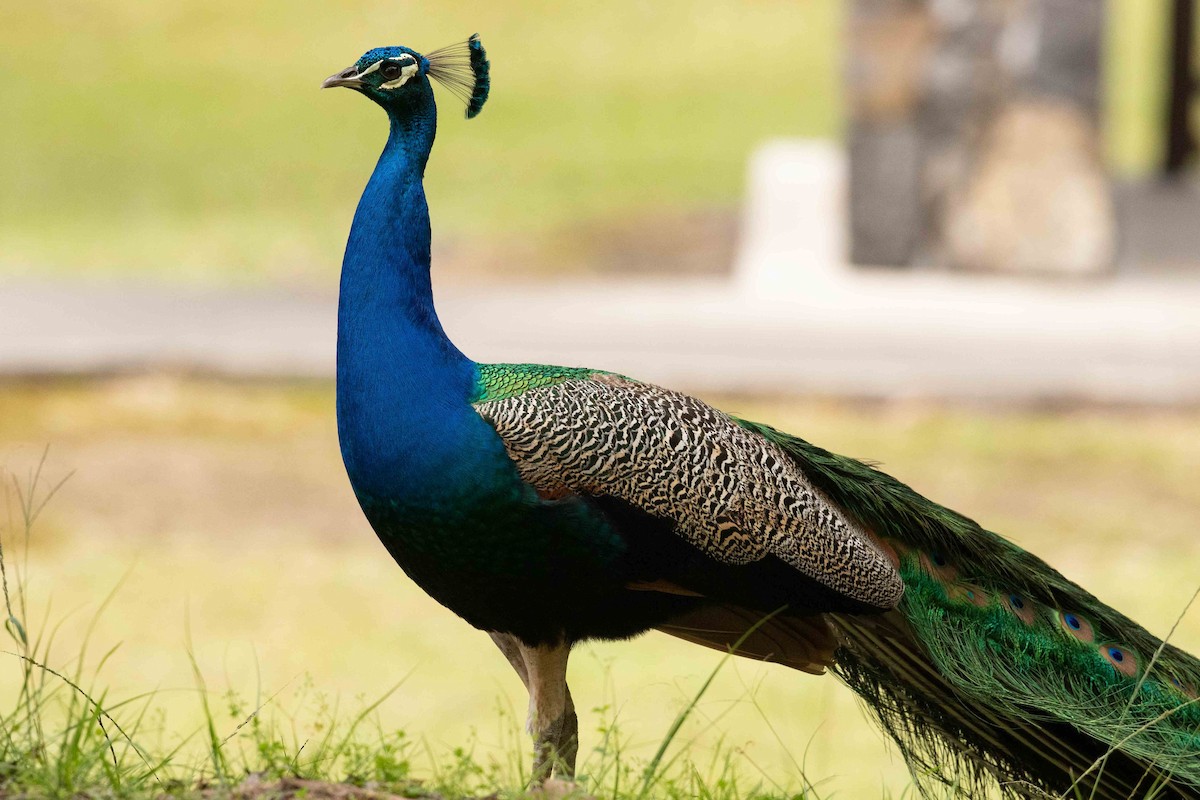 Indian Peafowl - Eric VanderWerf