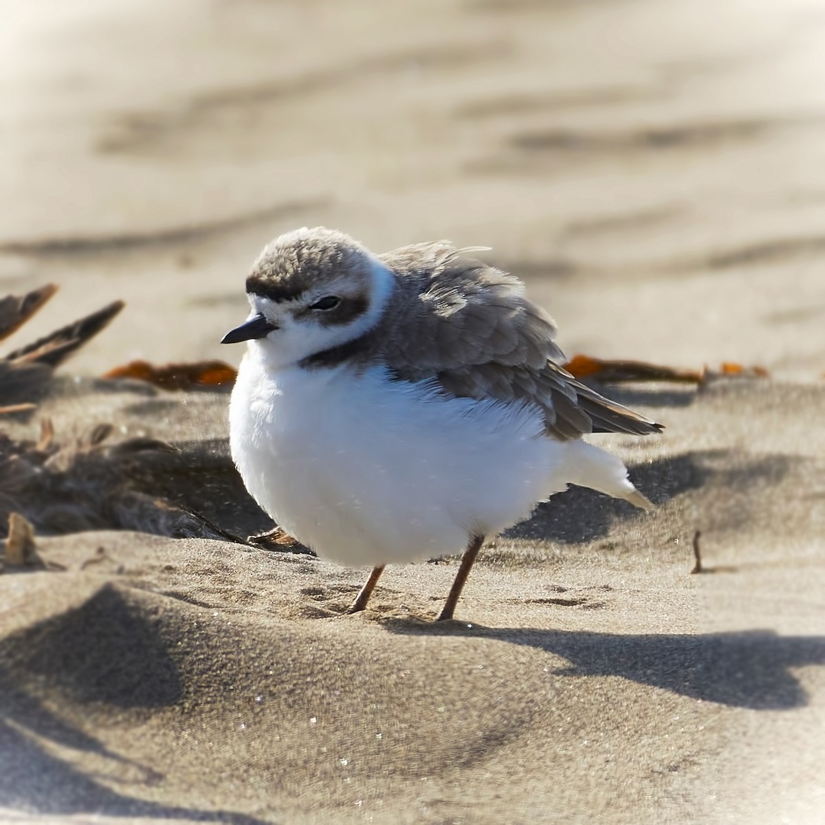 Snowy Plover - Eduardo Opazo M. - Emplumados_