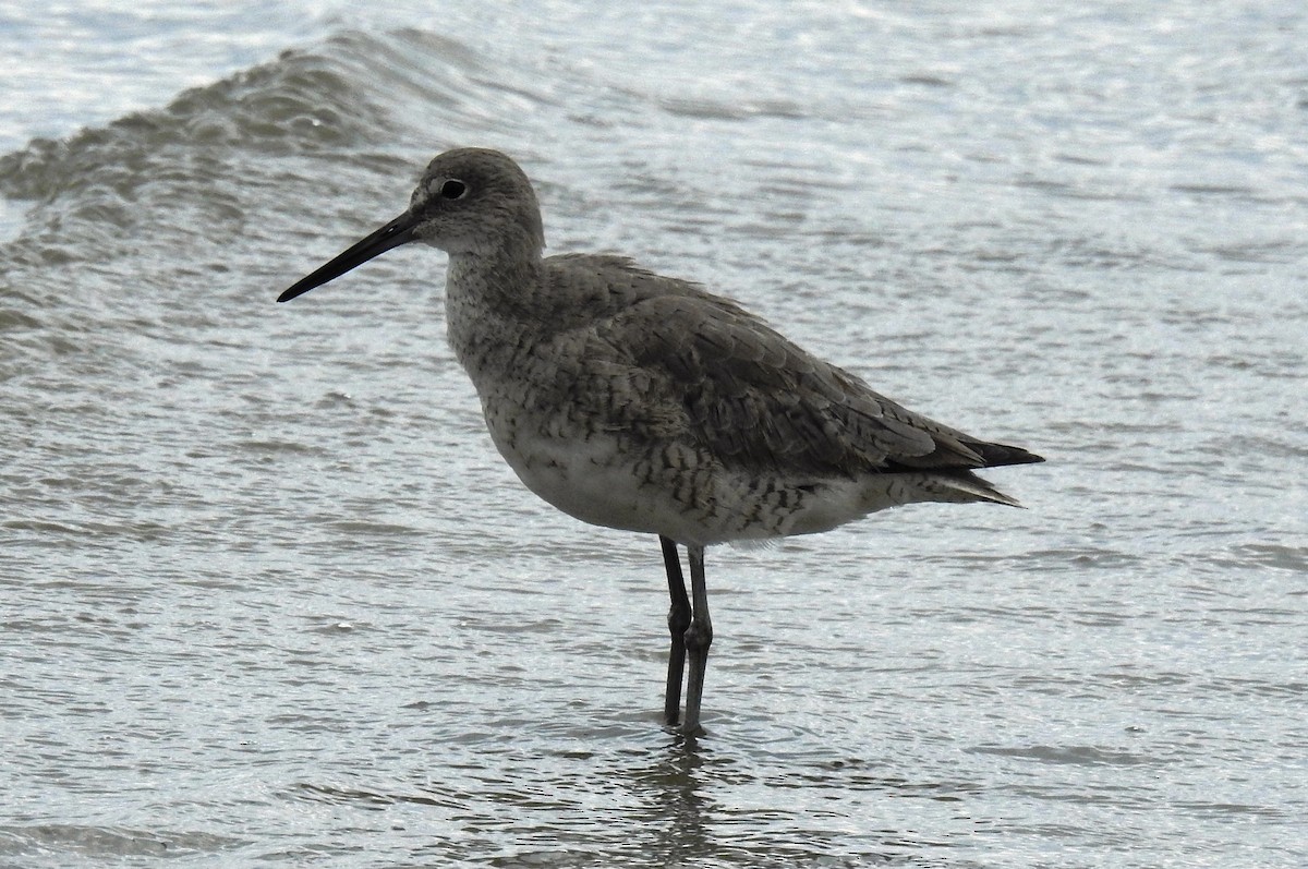 Willet - Francisco Dubón