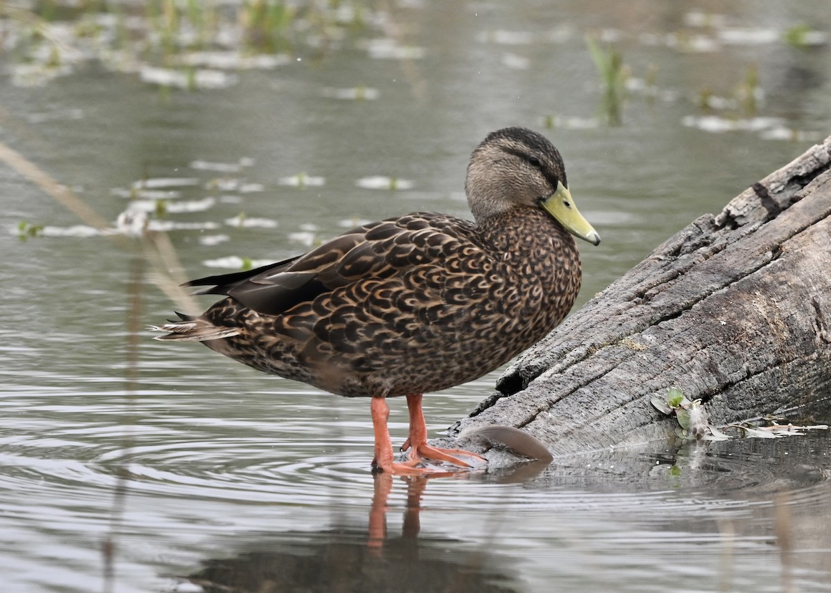 Mexican Duck - ML319352271