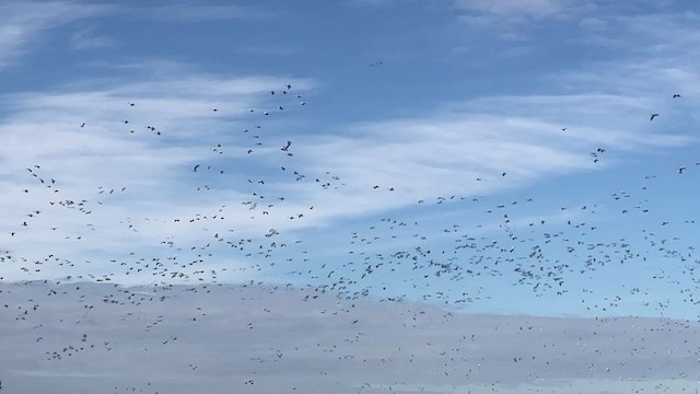 Цасны галуу - ML319354191