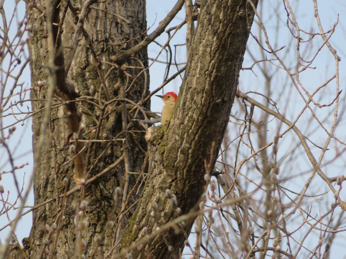 Red-bellied Woodpecker - ML319354831