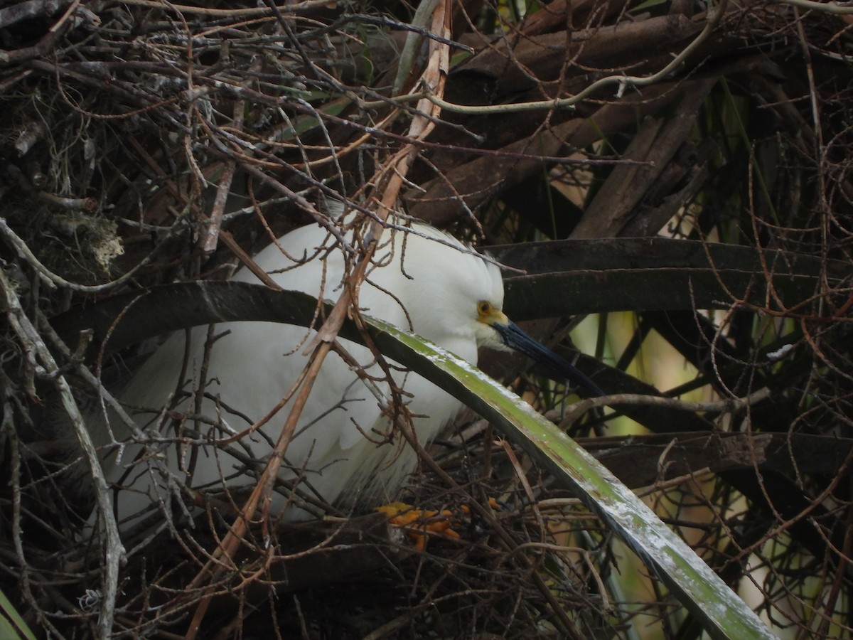 Snowy Egret - ML319355201