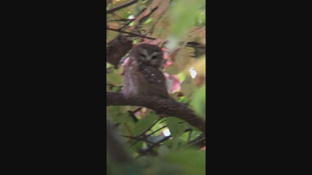 Northern Saw-whet Owl - ML319355351