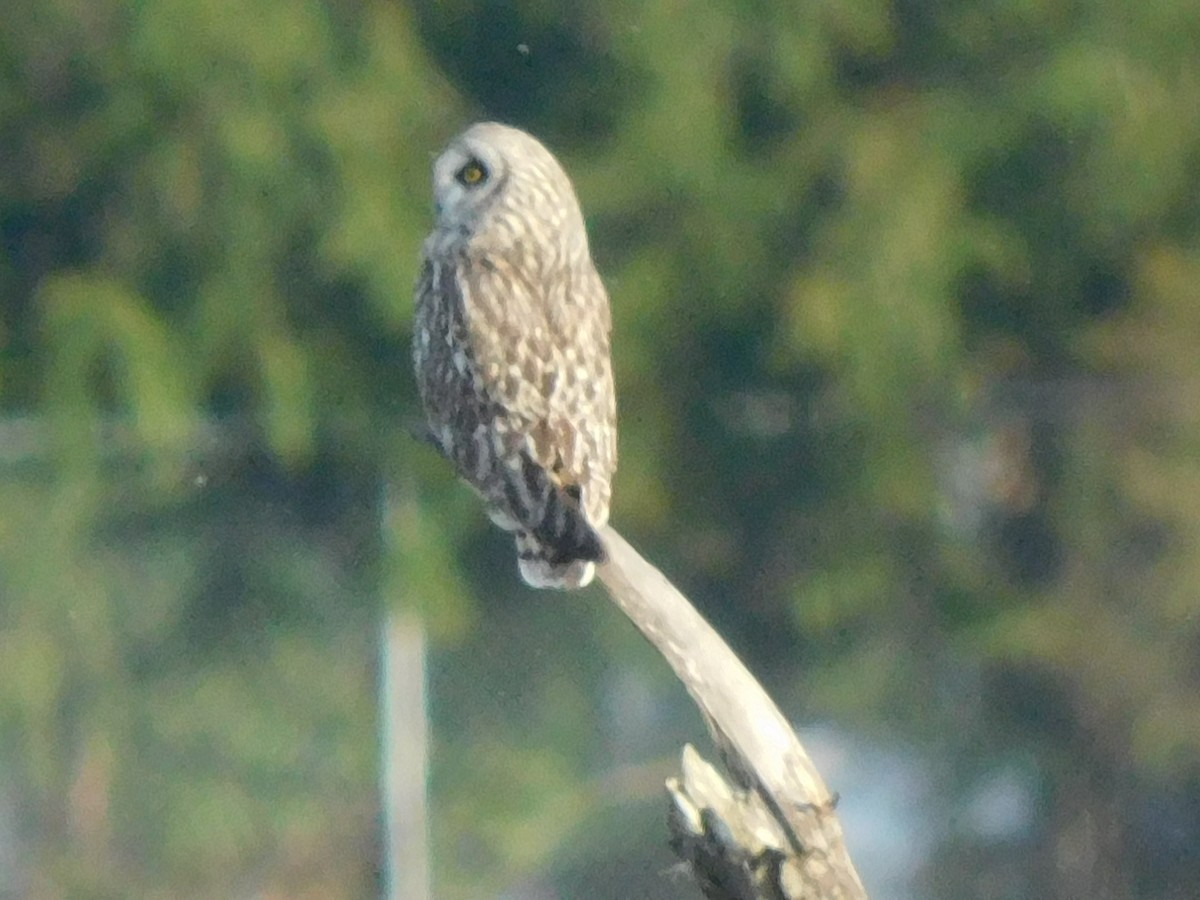 Short-eared Owl - Scott Schroeder