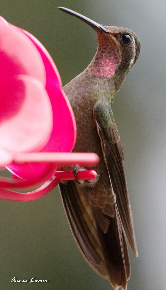 kolibřík ametystohrdlý - ML31935691