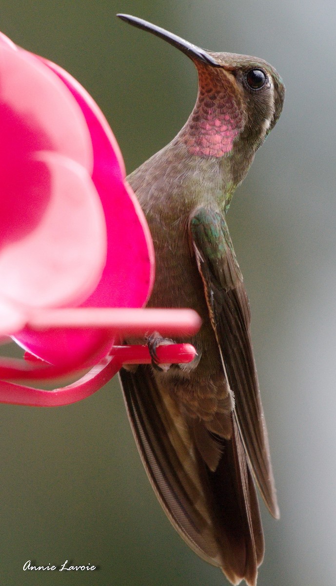 Amethyst-throated Mountain-gem - ML31935691