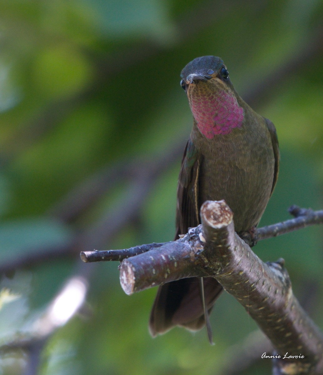 Amethyst-throated Mountain-gem - ML31935701