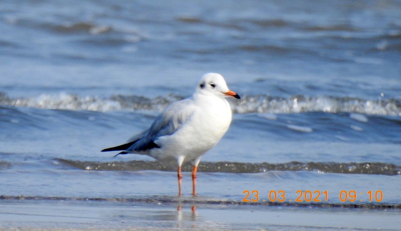 Mouette rieuse - ML319359191