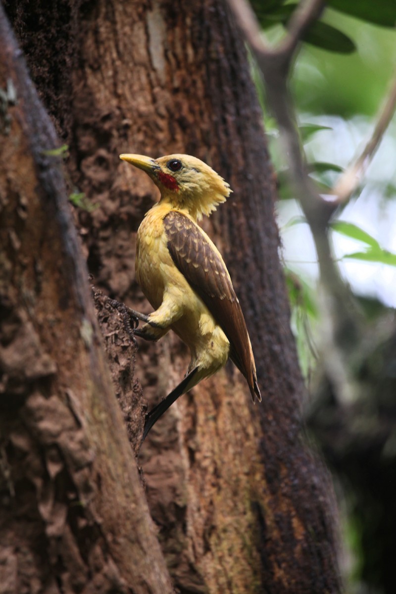 Cream-colored Woodpecker - ML319359321