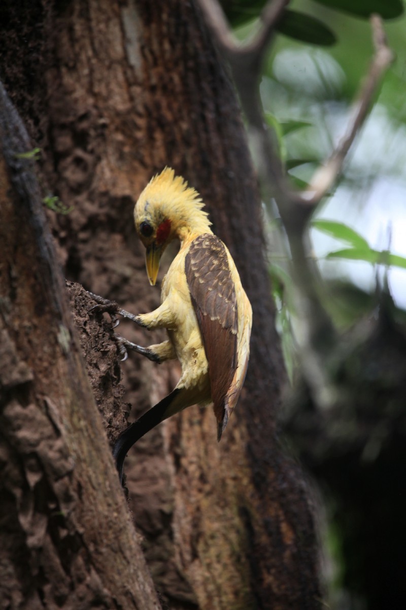 Cream-colored Woodpecker - jorge flores